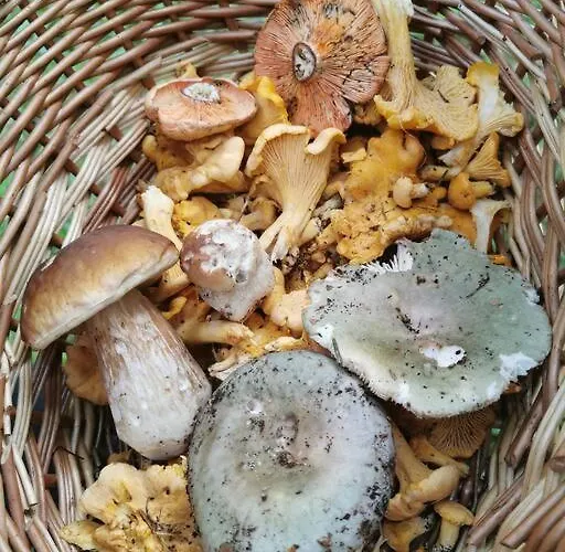 Lägenhet Pocket Rogla - Gaber 121 Zreče