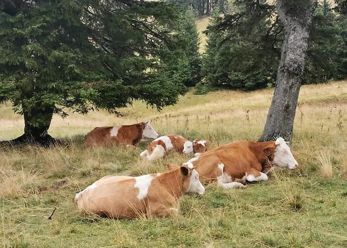 Lägenhet Pocket Rogla - Gaber 121 Zreče